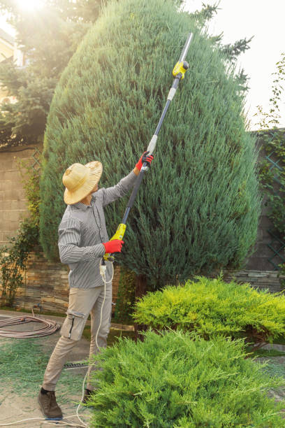 Tree Root Removal in Jackson, AL